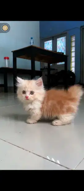kitten munchin betina