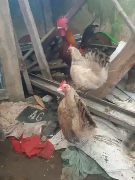 Ayam hias kate, 1 jago & 2 babon, jual murah biar cpt laku