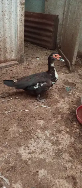 Bebek serati entok