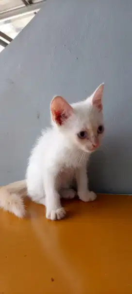 Kucing persia bsh