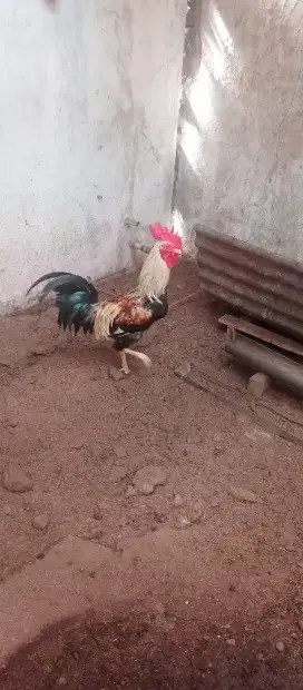 Ayam kampung jago