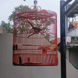 murai sujud nyangkul
