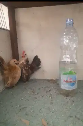 Ayam serama ayam hias serama