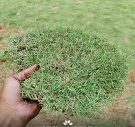 Rumput jepang rumput taman