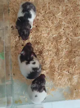 Hamster syrian Trico