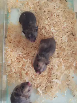 Hamster syrian Torto