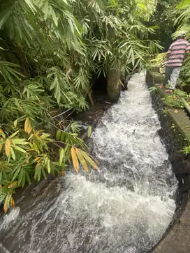 Jual tanah penebel dekat jatiluwih ada sumber mata air