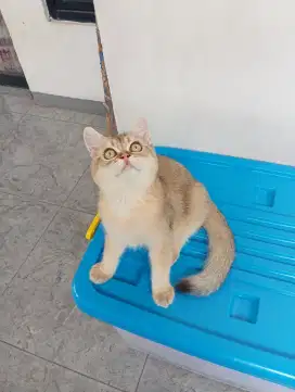 BRITISH SHORTHAIR/BSH Golden