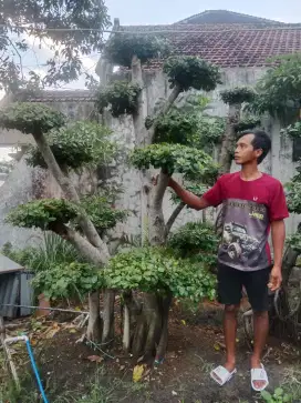 Jasa pembuatan taman dan jual bonsai dolar
