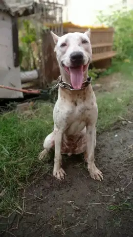 Dogo Argentina Mix Pitbull