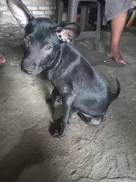 Dijual 4 ekor anjing kampung dh besar 4 bln sangat sehat dan lincah