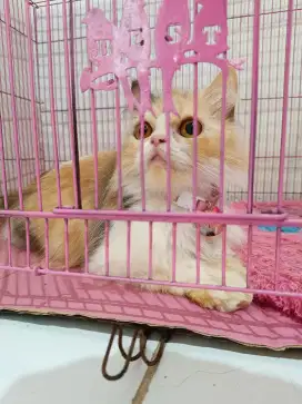 Kucing Persia. Long hair