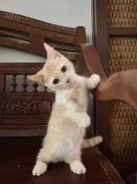 Munchkin Bicolor Cebol Jantan ( mix BSH Bicolor Ped Ica )