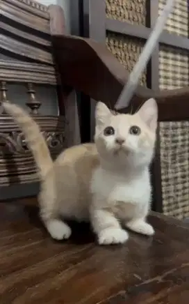 Munchkin Bicolor Cebol Jantan