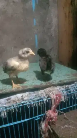 Anak ayam kampung