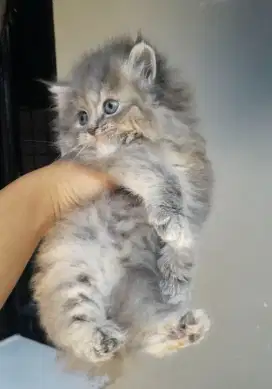kucing persia anak kucing