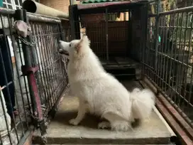 Samoyed Remaja Jantan