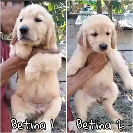 Golden retriever betina stambum