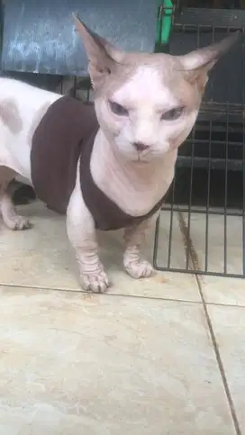 Pacak sphynx bambino