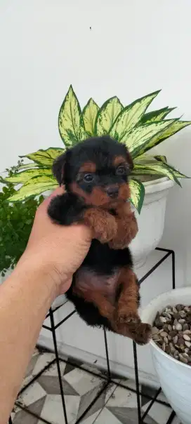 Yorkshire mix Poodle / Yorkie mix poodle
