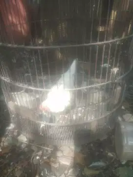 Di jual sepasang ayam.kate
