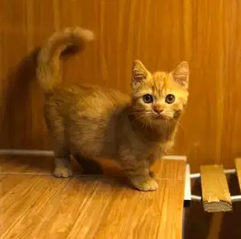 Kucing munchkin bsh