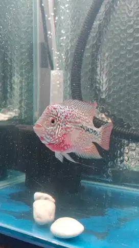Ikan lohan F2 Thailand Super red