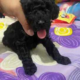 Open Booking Anjing Poodle Hitam Apricot