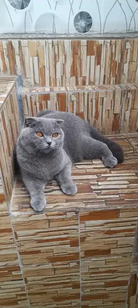 Jasaa pacak scottish fold British