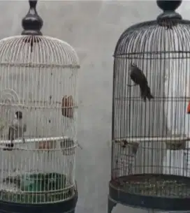 Di jual 2 ekor burung kutilang,trotoan nuktok