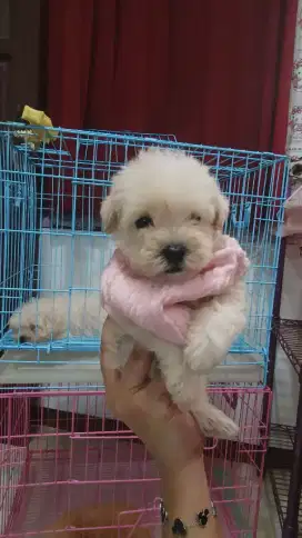 Anjing mini maltipoo