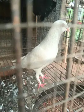 Merpati kolongan