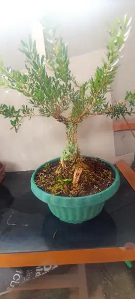 Bahan bonsai boxus/buxus 25cm, 10 th Bandung