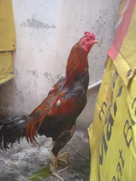 Jual ayam Bangkok pamakoy..sehat