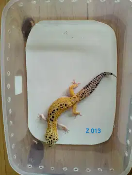HEWAN LEOPARD GECKO INDUKAN MALE