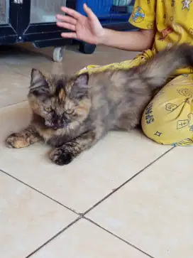 Lepas adopt kitten