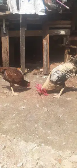 Jual ayam pelung sepasang