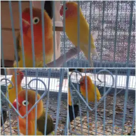 Lovebird sepasang indukan
