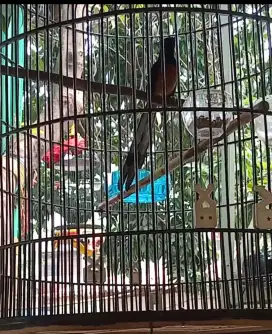 Burung murai batu medan anakan ori hutan