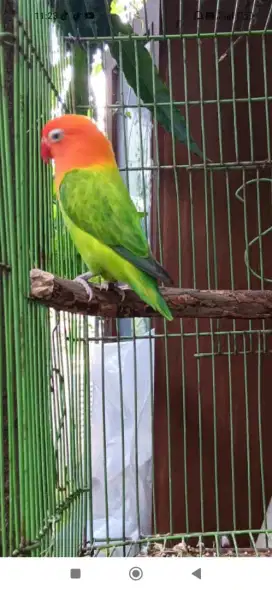 Lovebird biola green betina