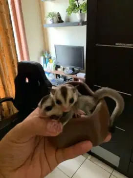 Ready sugar glider , white face & classic grey
