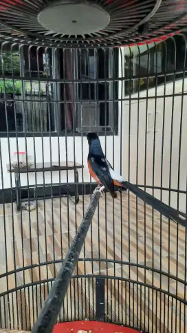 Murai Batu Blorok