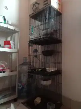 Jual sugar glider