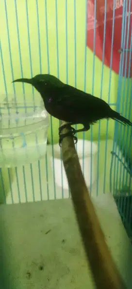 Kolibri ninja/konin metalik