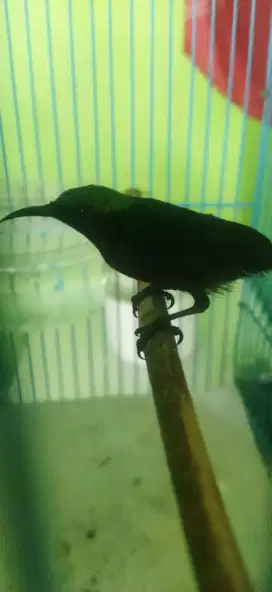 Kolibri ninja / konin metalik