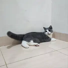 Kitten BSH british shorthair jantan