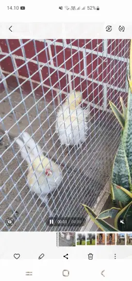 Ayam Poland Walik sama legun