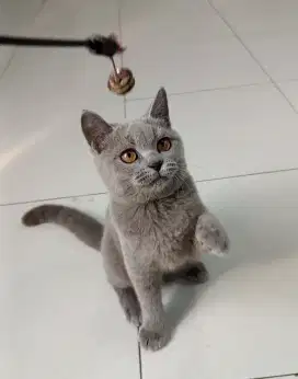 BRITISH SHORTHAIR