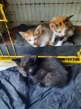 Open adopsi kitten