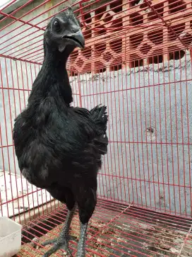 Ayam Cemani Lidah Hitam